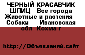 ЧЕРНЫЙ КРАСАВЧИК ШПИЦ - Все города Животные и растения » Собаки   . Ивановская обл.,Кохма г.